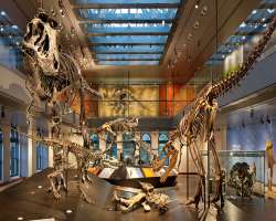 The Dinosaur Hall is filled with casing skeletons of dinosaurs and fascinated artefacts which generates the interest of visitors